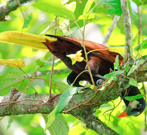 Cassique de Montezuma