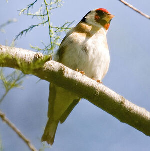 European Goldfinch