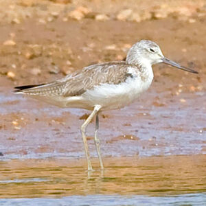 Common Greenshank 
&copy; Alain Renaud-Studer