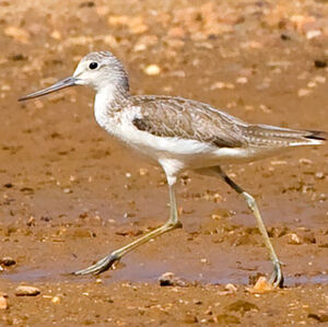 Common Greenshank 
&copy; Alain Renaud-Studer