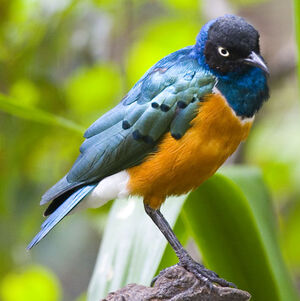 Superb Starling