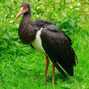 Abdim's Stork