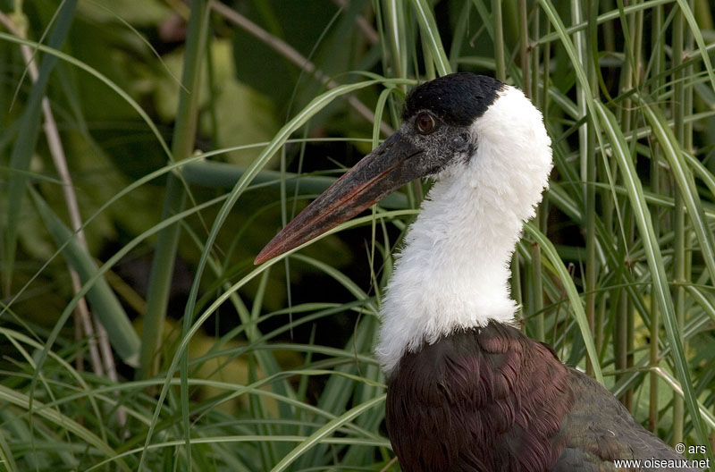 Asian Woolly-necked Stork, identification