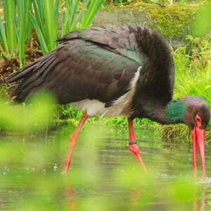 Black Stork