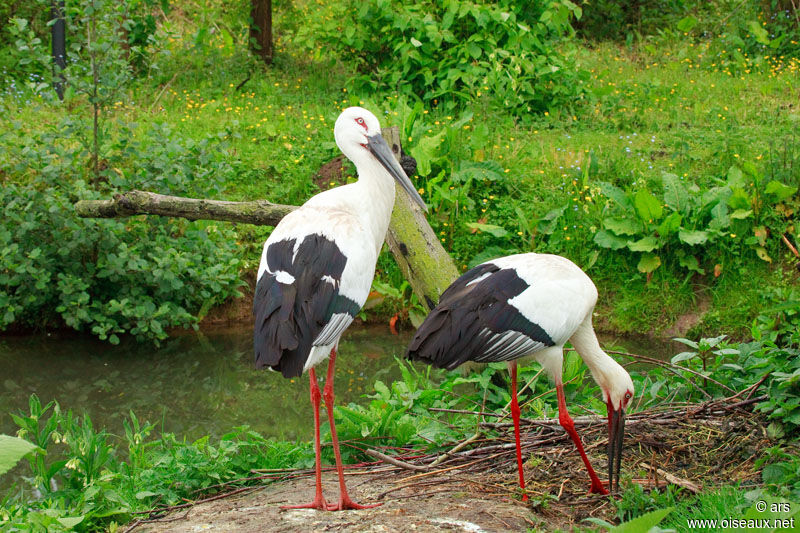 Oriental Stork, identification