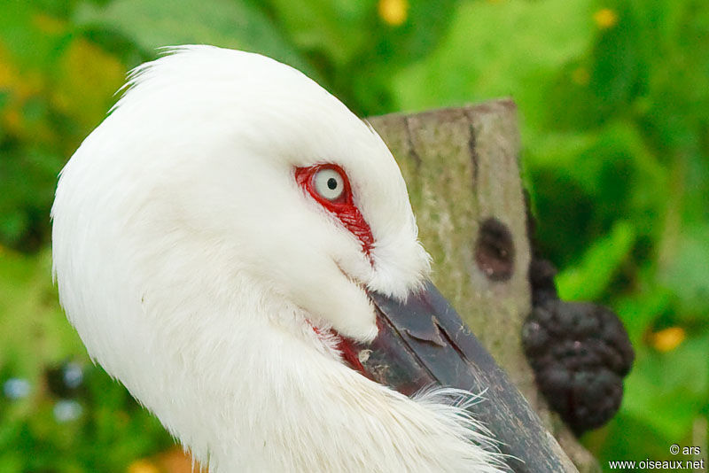 Oriental Stork, identification