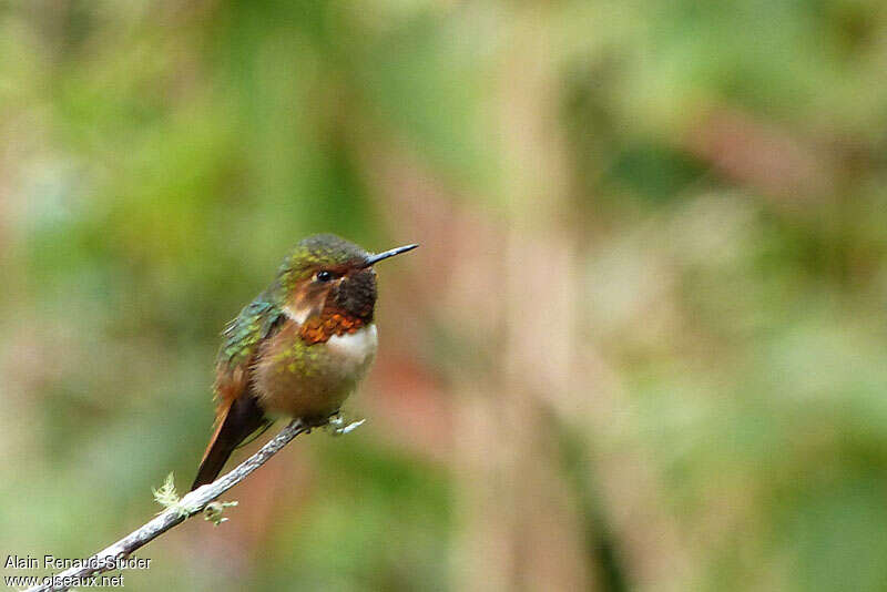 Scintillant Hummingbird male adult, pigmentation