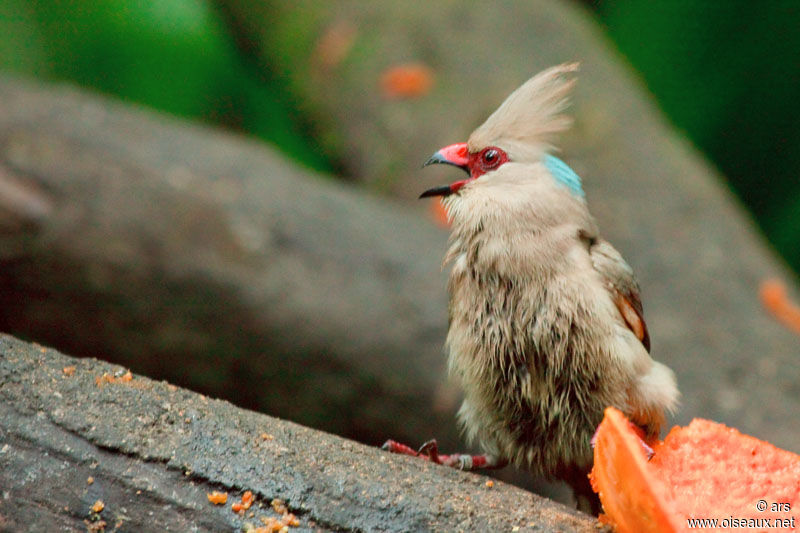 Blue-naped Mousebird, identification, song