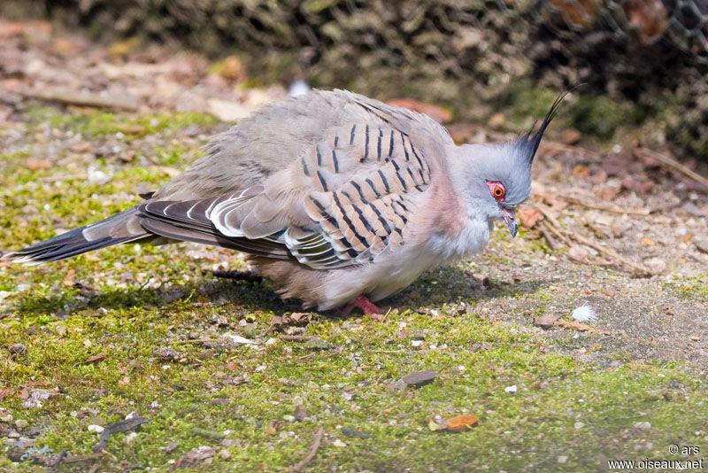 Crested Pigeon, identification
