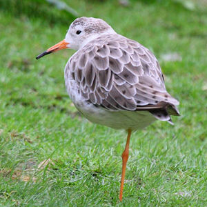 Ruff 
&copy; Alain Renaud-Studer
