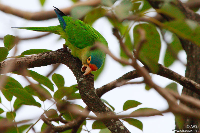 Orange-fronted Parakeet, identification