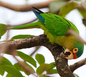 Conure � front rouge