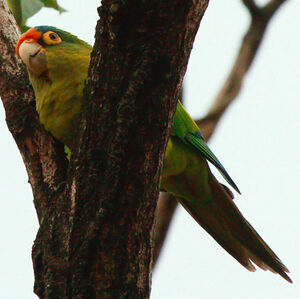 Conure � front rouge