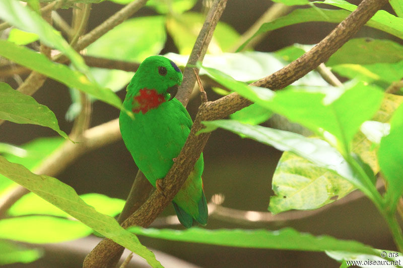 Blue-crowned Hanging Parrot, identification