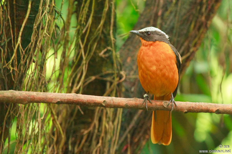 White-crowned Robin-Chat, identification