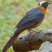 Snowy-crowned Robin-Chat