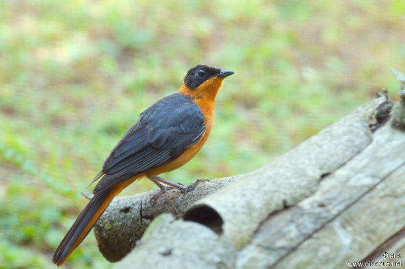Snowy-crowned Robin-Chat, identification