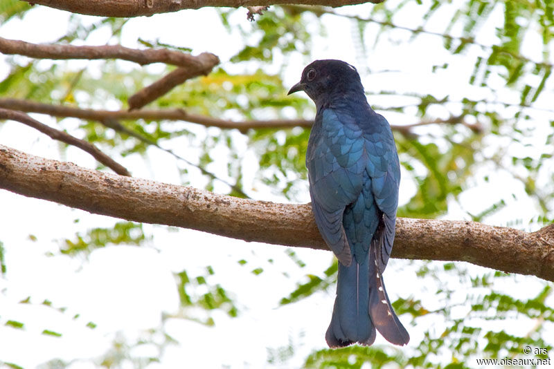 Square-tailed Drongo-Cuckoo, identification