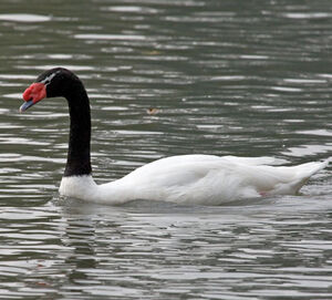 Black-necked Swan