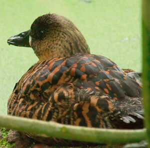 White-backed Duck