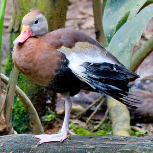 Dendrocygne à ventre noir