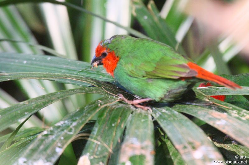 Red-throated Parrotfinch, identification
