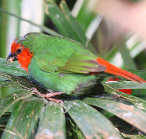 Red-throated Parrot-Finch