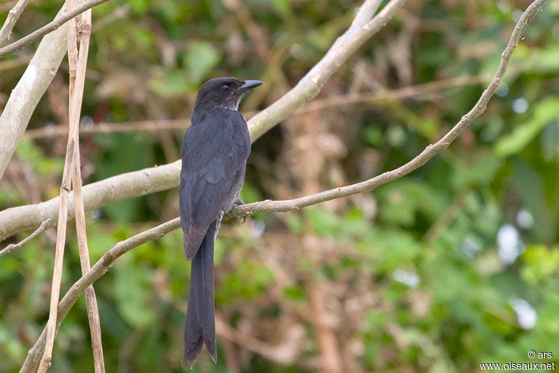 Crow-billed Drongo, identification