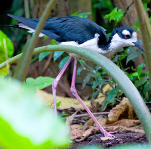 Black-necked Stilt