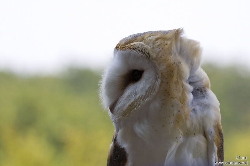 Western Barn Owl, identification