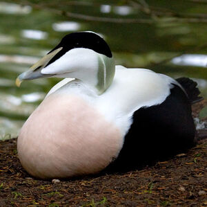 Common Eider 
&copy; Alain Renaud-Studer