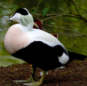 Common Eider 
&copy; Alain Renaud-Studer