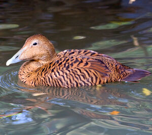 Common Eider 
&copy; Alain Renaud-Studer