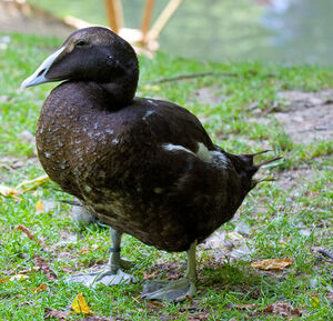 Common Eider 
&copy; Alain Renaud-Studer
