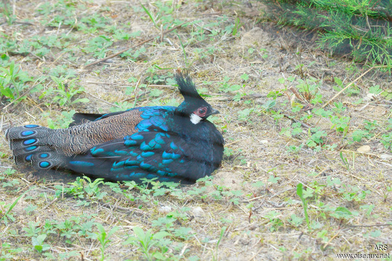 Palawan Peacock-Pheasant male, identification