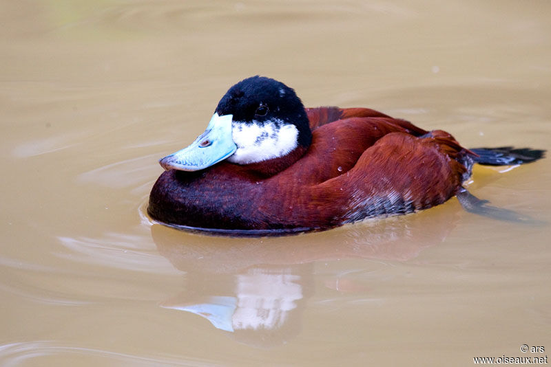 Ruddy Duck male adult, identification