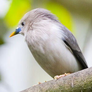 Chestnut-tailed Starling