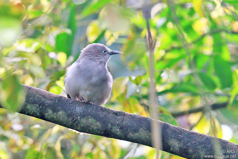 White-shouldered Starling, identification