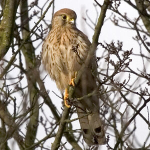 Common Kestrel 
&copy; Alain Renaud-Studer