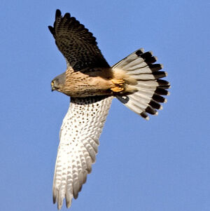 Common Kestrel 
&copy; Alain Renaud-Studer