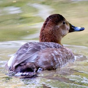 Common Pochard