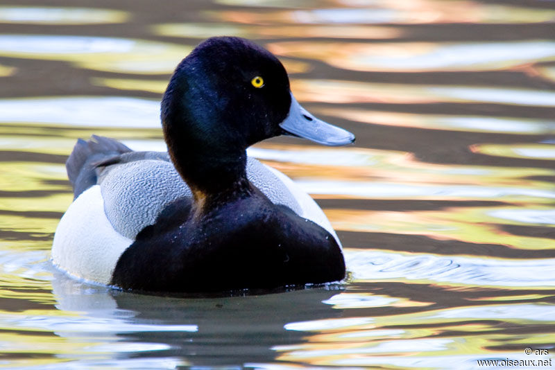 Greater Scaup male adult, identification