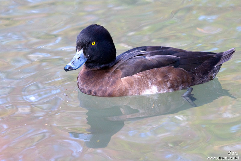 Tufted Duck female, identification