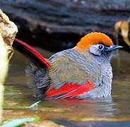 Red-tailed Laughingthrush