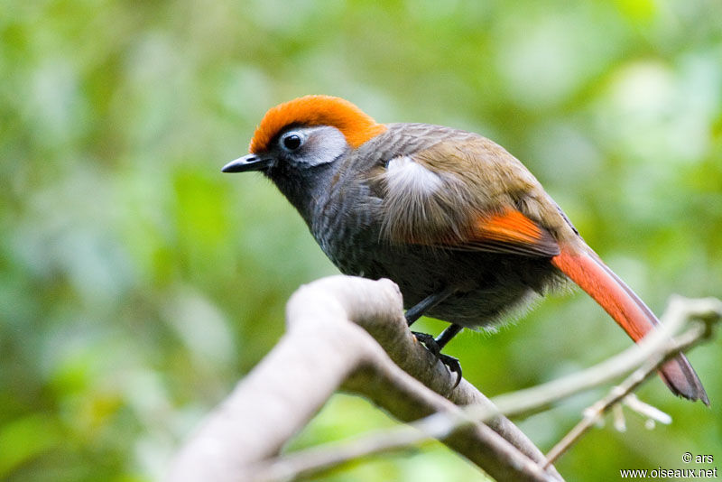 Red-tailed Laughingthrush, identification