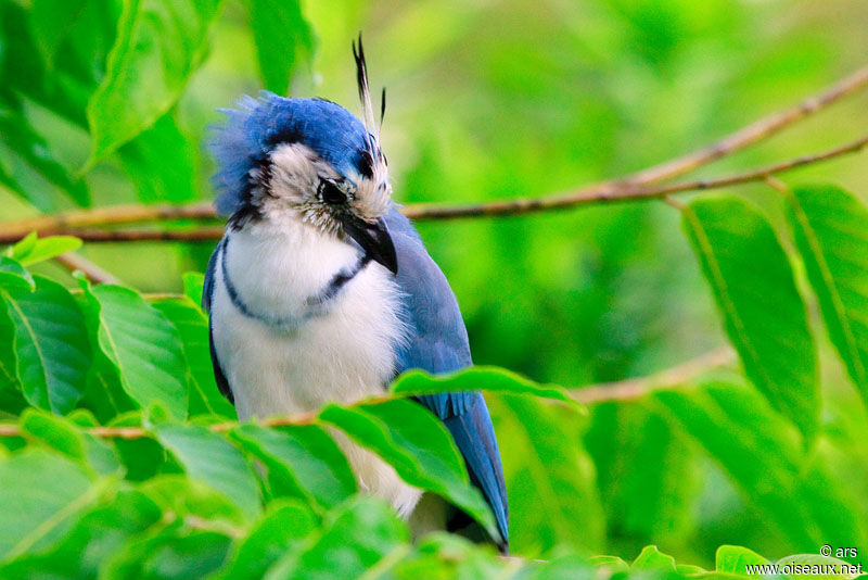 White-throated Magpie-Jay, identification