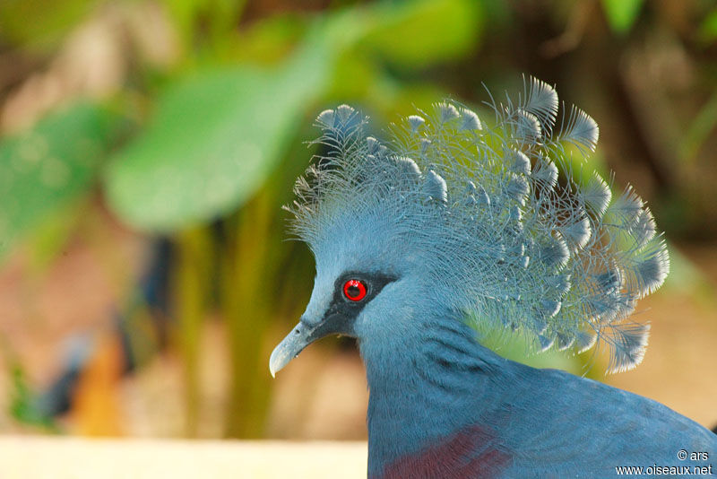 Victoria Crowned Pigeon, identification