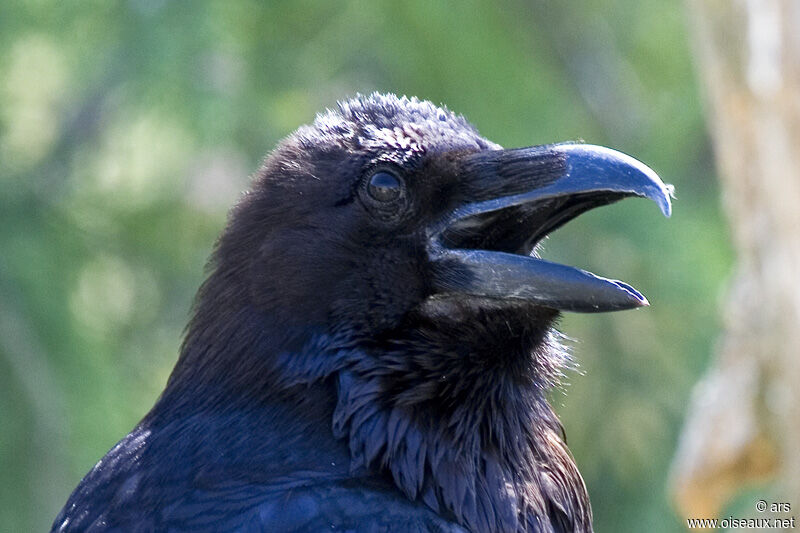 Northern Raven, identification