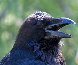 Grand Corbeau