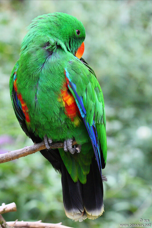 Moluccan Eclectus male, identification